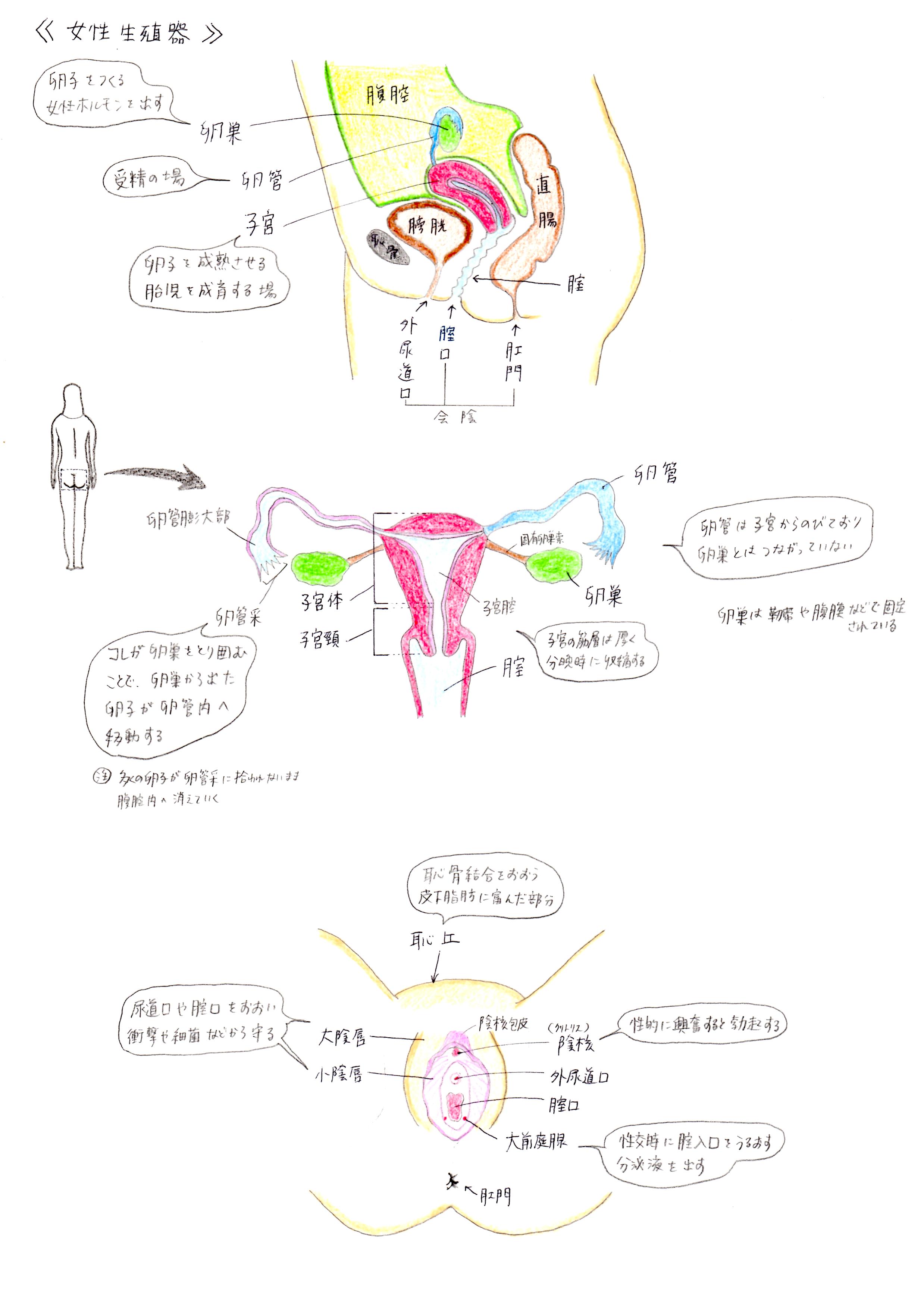 女性器 Female Reproductive System Japaneseclass Jp
