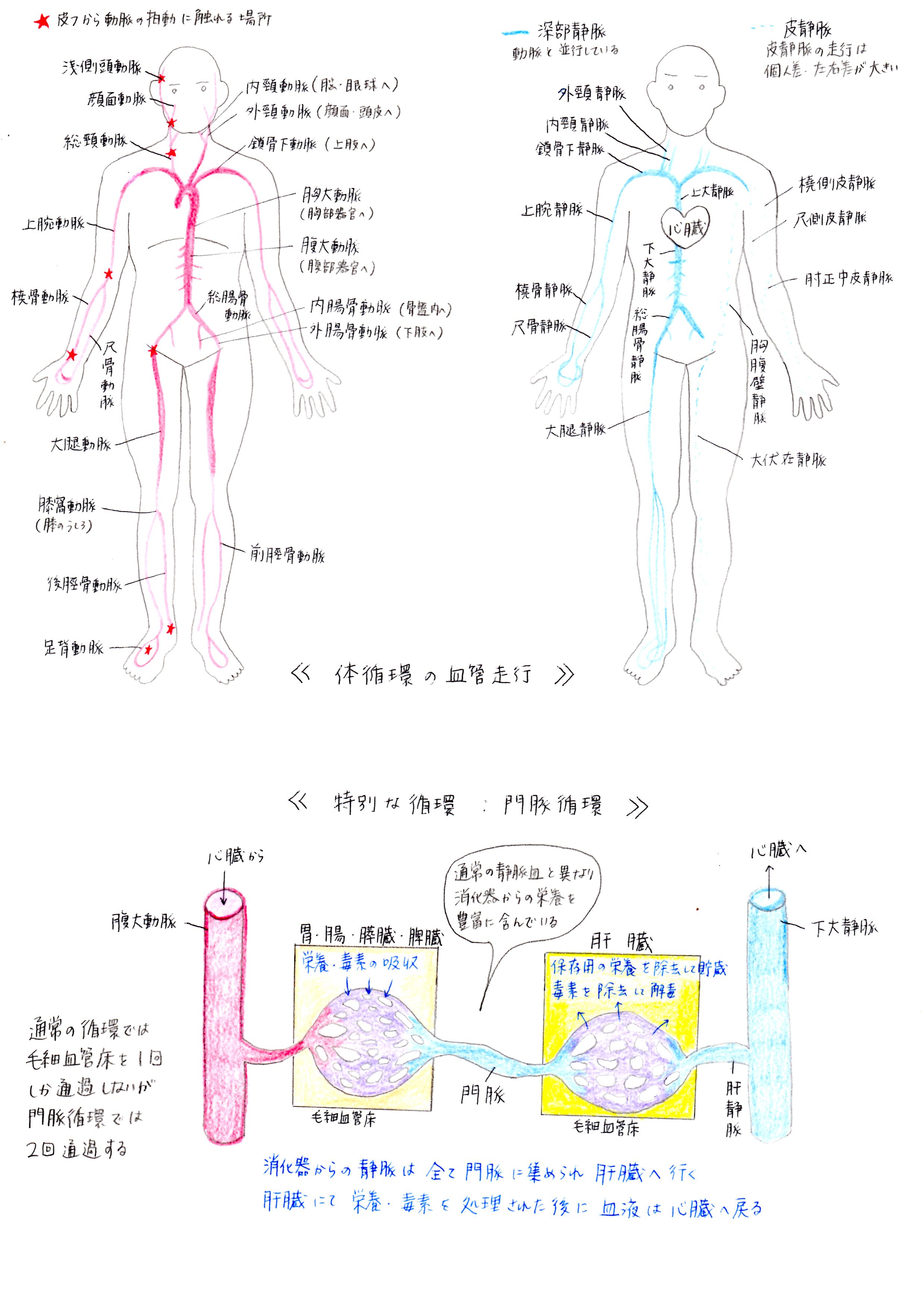 心血管系 からだのしくみ