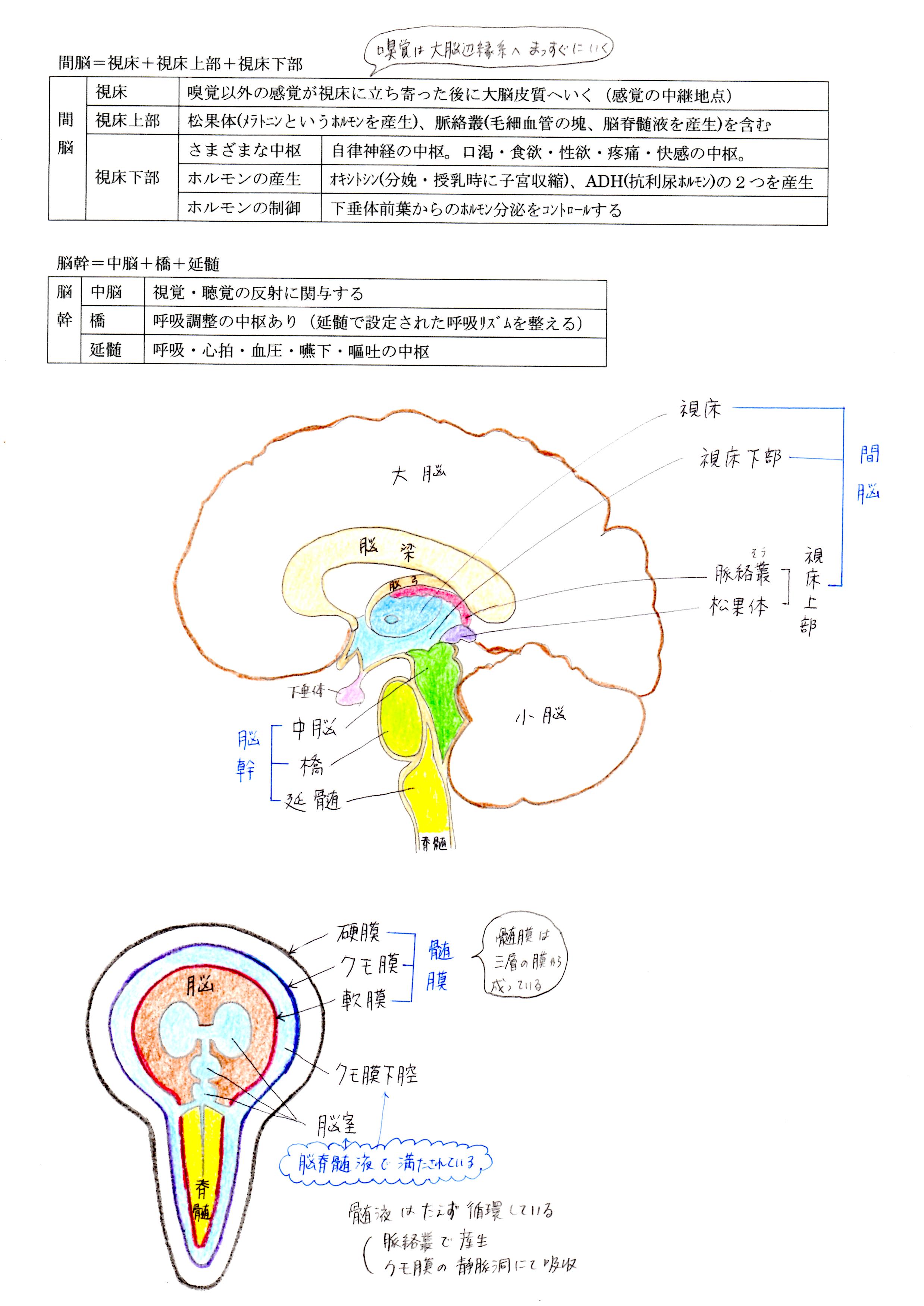 脳のしくみ からだのしくみ